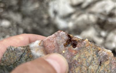 Mosaic Minerals a frappé de l’or visible sur son projet Golden Island sur l’île de Tiblemont située entre Val-d’Or et Senneterre en Abitibi-Est.